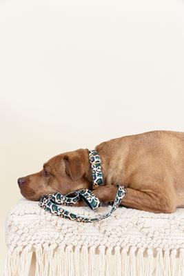 Show full view: Pink Papyrus Leopard Synthetic Dog Collar, X-Small: 8 to 12-in neck 5/8-in wide slide 6 of 8