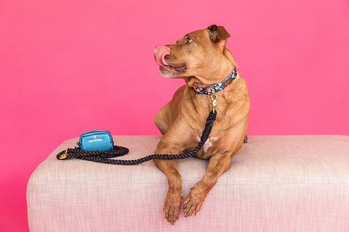 Show full view: Pink Papyrus Navy Floral Synthetic Dog Collar, Small: 11 to 16-in neck 5/8-in wide slide 4 of 8