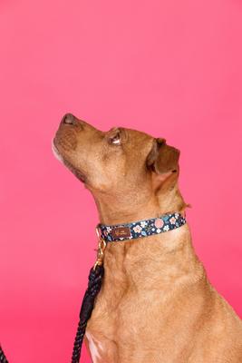 Show full view: Pink Papyrus Navy Floral Synthetic Dog Collar, X-Small: 8 to 12-in neck 5/8-in wide slide 3 of 8