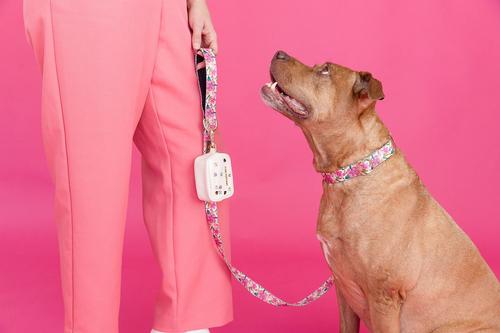 Show full view: Pink Papyrus Pink Floral Synthetic Dog Collar, Large: 18 to 28-in neck 1-in wide slide 3 of 5