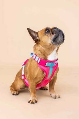 Show full view: Pink Papyrus Adjustable Cushioned Dog Harness, Pink, X-Small: 13 to 16-in chest slide 5 of 11