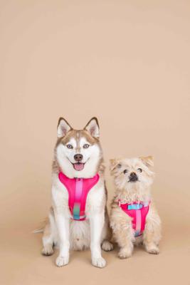 Show full view: Pink Papyrus Adjustable Cushioned Dog Harness, Pink, X-Small: 13 to 16-in chest slide 6 of 11
