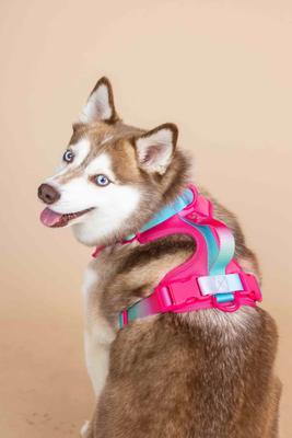 Show full view: Pink Papyrus Adjustable Cushioned Dog Harness, Pink, X-Small: 13 to 16-in chest slide 7 of 11