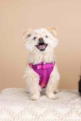 Show full view: Pink Papyrus Adjustable Cushioned Dog Harness, Purple, Small: 16 to 22-in chest slide 3 of 9