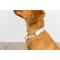 Show in main carousel: Pink Papyrus Spring Floral Polyester Dog Collar, Medium: 13 to 19-in neck 1-in wide slide 4 of 6