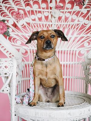 Show full view: Pink Papyrus Spring Floral Polyester Dog Leash, 6-ft long 1-in wide slide 5 of 7