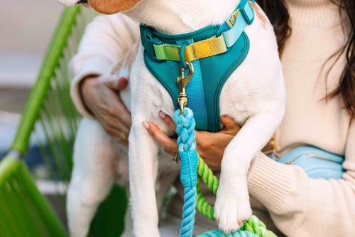 Show full view: Pink Papyrus Adjustable Cushioned Dog Harness, Teal, Large: 26 to 38-in chest slide 5 of 10