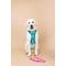 Show in main carousel: Pink Papyrus Adjustable Cushioned Dog Harness, Teal, Large: 26 to 38-in chest slide 6 of 10