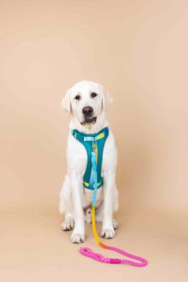 Show full view: Pink Papyrus Adjustable Cushioned Dog Harness, Teal, Large: 26 to 38-in chest slide 6 of 10