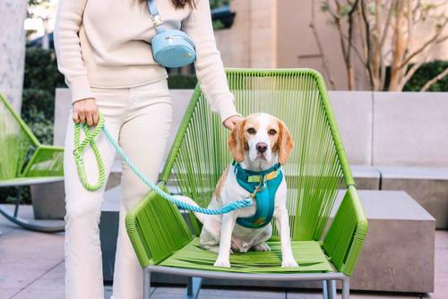 Show full view: Pink Papyrus Adjustable Cushioned Dog Harness, Teal, Medium: 20 to 28-in chest slide 4 of 10