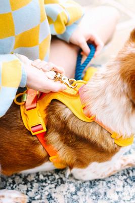 Show full view: Pink Papyrus Adjustable Cushioned Dog Harness, Yellow, Medium: 20 to 28-in chest slide 5 of 9