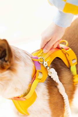 Show full view: Pink Papyrus Adjustable Cushioned Dog Harness, Yellow, X-Small: 13 to 16-in chest slide 4 of 9
