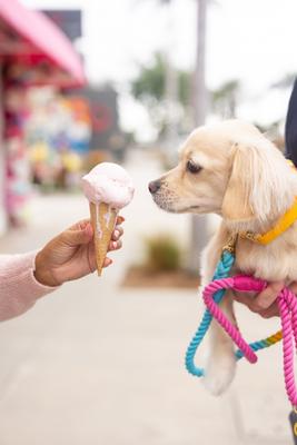 Show full view: Pink Papyrus Synthetic Dog Collar, Yellow, Large: 18 to 28-in neck 1-in wide slide 4 of 8