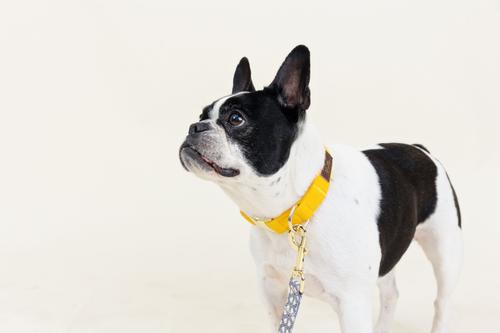 Show full view: Pink Papyrus Synthetic Dog Collar, Yellow, X-Small: 8 to 12-in neck 5/8-in wide slide 6 of 8