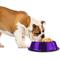 Show in main carousel: Platinum Pets Non-Skid Stainless Steel Embossed Dog & Cat Bowl, Electric Purple, 3.5-cup slide 3 of 9