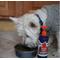 Show in main carousel: Plato Wild Alaskan Salmon Oil Dog & Cat Supplement, 15.5-fl oz bottle slide 3 of 7