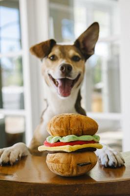 Show full view: P.L.A.Y. Pet Lifestyle and You American Classic Food Burger Squeaky Plush Dog Toy slide 5 of 11