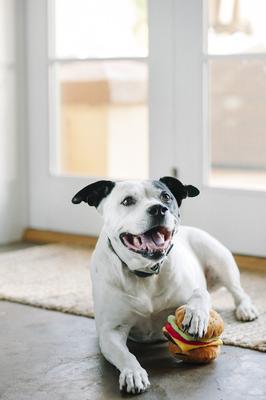 Show full view: P.L.A.Y. Pet Lifestyle and You American Classic Food Burger Squeaky Plush Dog Toy slide 8 of 11
