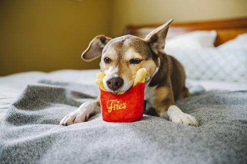 Show full view: P.L.A.Y. Pet Lifestyle and You American Classic Food French Fries Squeaky Plush Dog Toy slide 4 of 6