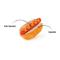 Show in main carousel: P.L.A.Y. Pet Lifestyle and You American Classic Hot Dog Plush Squeaky Dog Toy, X-Small slide 3 of 4