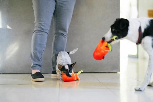 Show full view: P.L.A.Y. Pet Lifestyle and You Barking Brunch Buddy Mary Plush Squeaky Dog Toy, X-Small slide 4 of 6