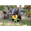 Show in main carousel: P.L.A.Y. Pet Lifestyle and You Blooming Buddies Collection Sassy Sunflower Plush Squeaky Dog Toy slide 5 of 6