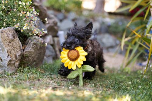 Show full view: P.L.A.Y. Pet Lifestyle and You Blooming Buddies Collection Sassy Sunflower Plush Squeaky Dog Toy slide 5 of 6