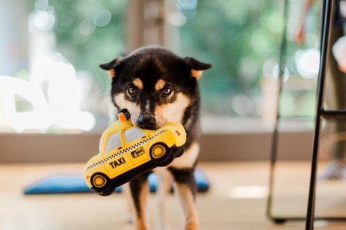 Show full view: P.L.A.Y. Pet Lifestyle and You Canine Commute Collection New Yap City Taxi Plush Squeaky Dog Toy slide 5 of 6