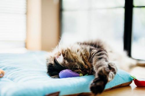 Show full view: P.L.A.Y. Pet Lifestyle and You Feline Frenzy Farm To Tabby Plush Squeaky Cat Toy slide 4 of 5