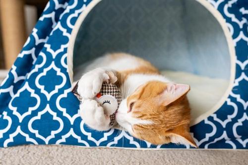 Show full view: P.L.A.Y. Pet Lifestyle and You Feline Frenzy Hootiful Owls Plush Squeaky Cat Toy slide 5 of 6