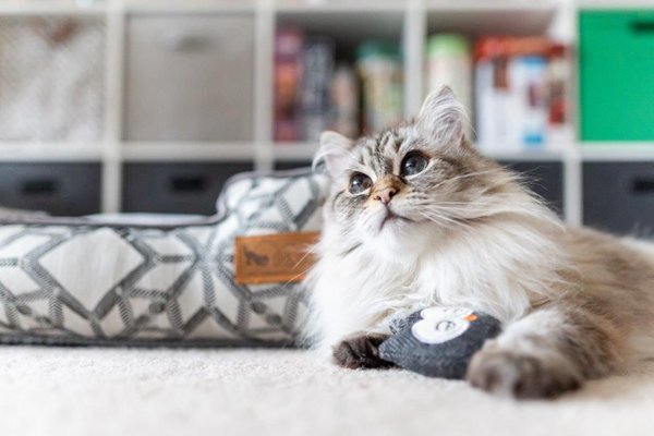 Show full view: P.L.A.Y. Pet Lifestyle and You Feline Frenzy Hootiful Owls Plush Squeaky Cat Toy slide 6 of 6