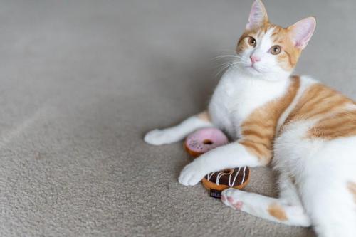 Show full view: P.L.A.Y. Pet Lifestyle and You Feline Frenzy Kitty Kreme Doughnuts Plush Squeaky Cat Toy slide 5 of 6