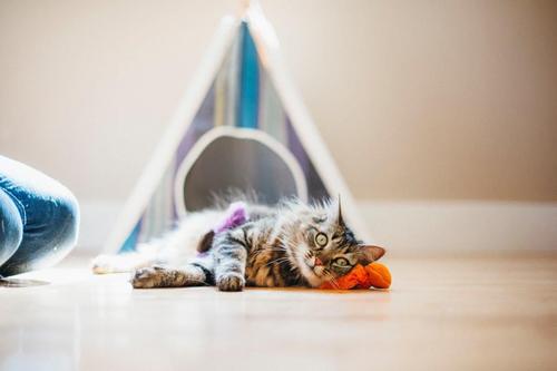 Show full view: P.L.A.Y. Pet Lifestyle and You Feline Frenzy Wiggly Worms Plush Squeaky Cat Toy slide 4 of 5