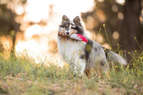 Show full view: P.L.A.Y. Pet Lifestyle and You Howling Haunts Doggydagger Plush Squeaky Dog Toy slide 4 of 6