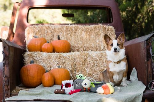 Show full view: P.L.A.Y. Pet Lifestyle and You Howling Haunts Squeaky Dog Toy, 5 count slide 4 of 9