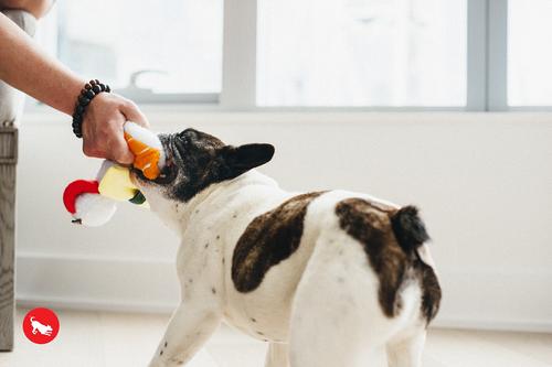 Show full view: P.L.A.Y. Pet Lifestyle and You International Classic Food Sushi Squeaky Plush Dog Toy slide 4 of 7