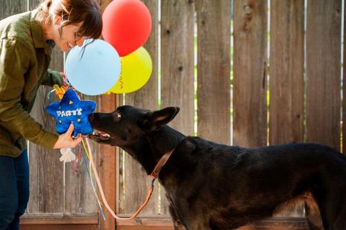 Show full view: P.L.A.Y. Pet Lifestyle and You Party Time Collection Bestdayever Balloon Plush Squeaky Dog Toy slide 5 of 5