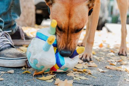 Show full view: P.L.A.Y. Pet Lifestyle and You Party Time Collection Boneappetite Cake Plush Squeaky Dog Toy slide 5 of 6