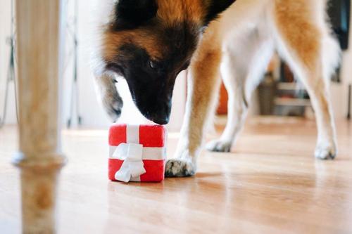 Show full view: P.L.A.Y. Pet Lifestyle and You Party Time Collection Pawfect Present Plush Squeaky Dog Toy slide 4 of 6