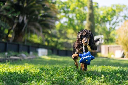 Show full view: P.L.A.Y. Pet Lifestyle and You Party Time Mini Balloon Plush Squeaky Dog Toy, X-Small slide 4 of 5