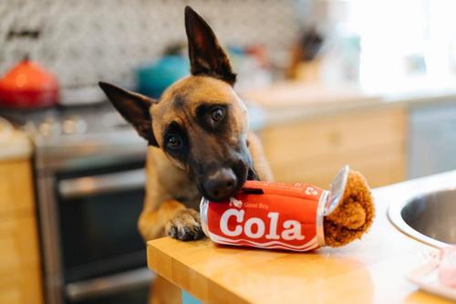 Show full view: P.L.A.Y. Pet Lifestyle and You Snack Attack Collection Good Boy Cola Plush Squeaky Dog Toy slide 6 of 6