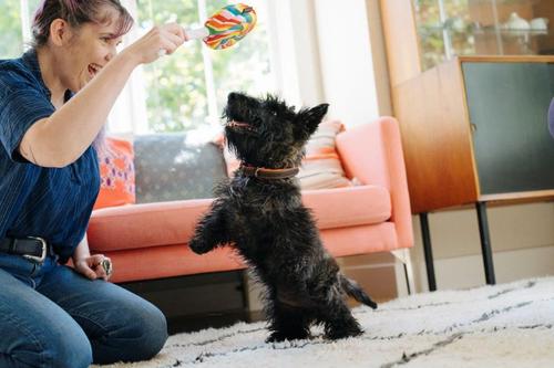 Show full view: P.L.A.Y. Pet Lifestyle and You Snack Attack Collection Lollipup Plush Squeaky Dog Toy slide 6 of 7