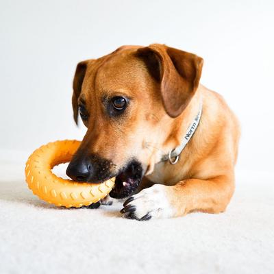 Show full view: Playology All Natural Dual Layer Ring Dog Toy, Medium, Chicken, bundle of 2 slide 4 of 9