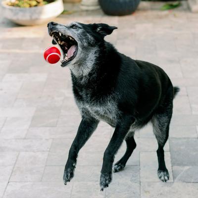 Show full view: Playology All Natural Squeaky Chew Ball, Medium/Large, Beef Scented + Squeaky Chew Ball Dog Toy, Medium/Large, Peanut Butter Scented slide 5 of 10