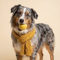 Playology Apple Cider Scented Squeaky Chew Ball Dog Toy, Jumbo slide 2 of 6