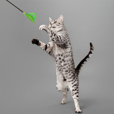 Show full view: Playology Inchworm Teaser Cat Toy slide 4 of 8