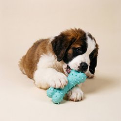 Playology Peanut Butter Scented Young & Active Teething Bone Dog Toy, Jumbo, 1 count slide 2 of 6