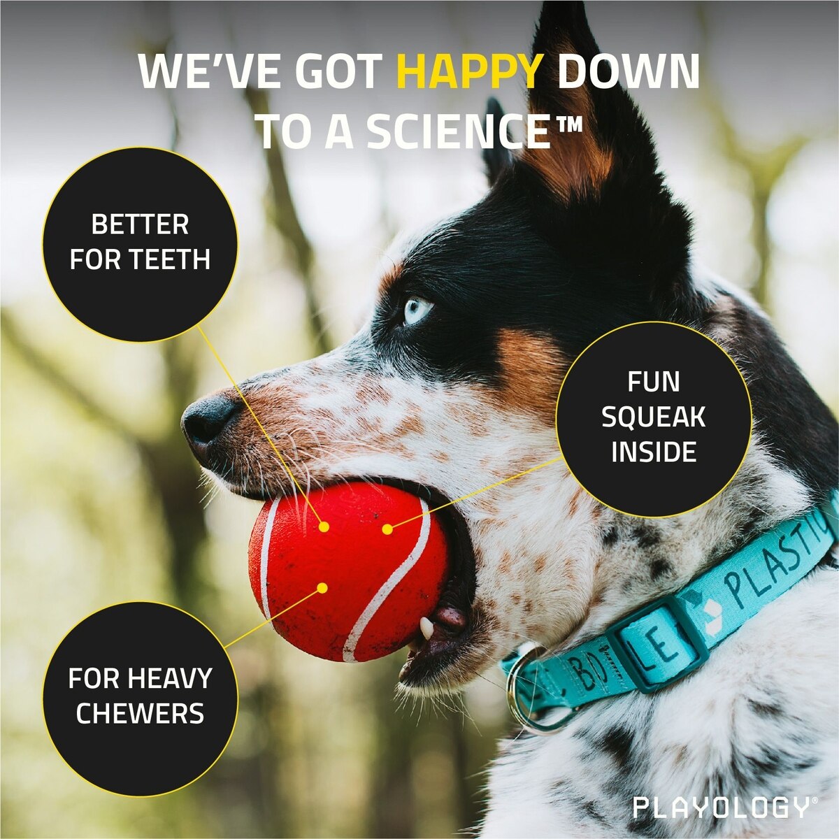 PLAYOLOGY Beef Scented Squeaky Chew Ball Dog Toy, Medium/Large,