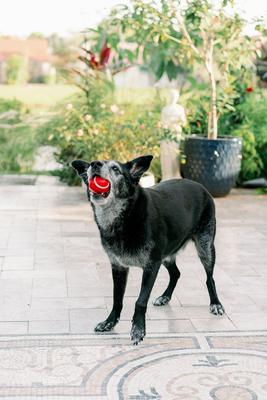 Show full view: Playology Beef Scented Squeaky Chew Ball Dog Toy, Medium/Large, 2 count slide 6 of 9