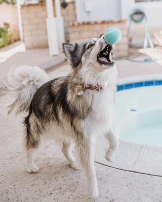 Show full view: Playology Peanut Butter Scented Squeaky Chew Ball Dog Toy, Medium, 2 count slide 8 of 10